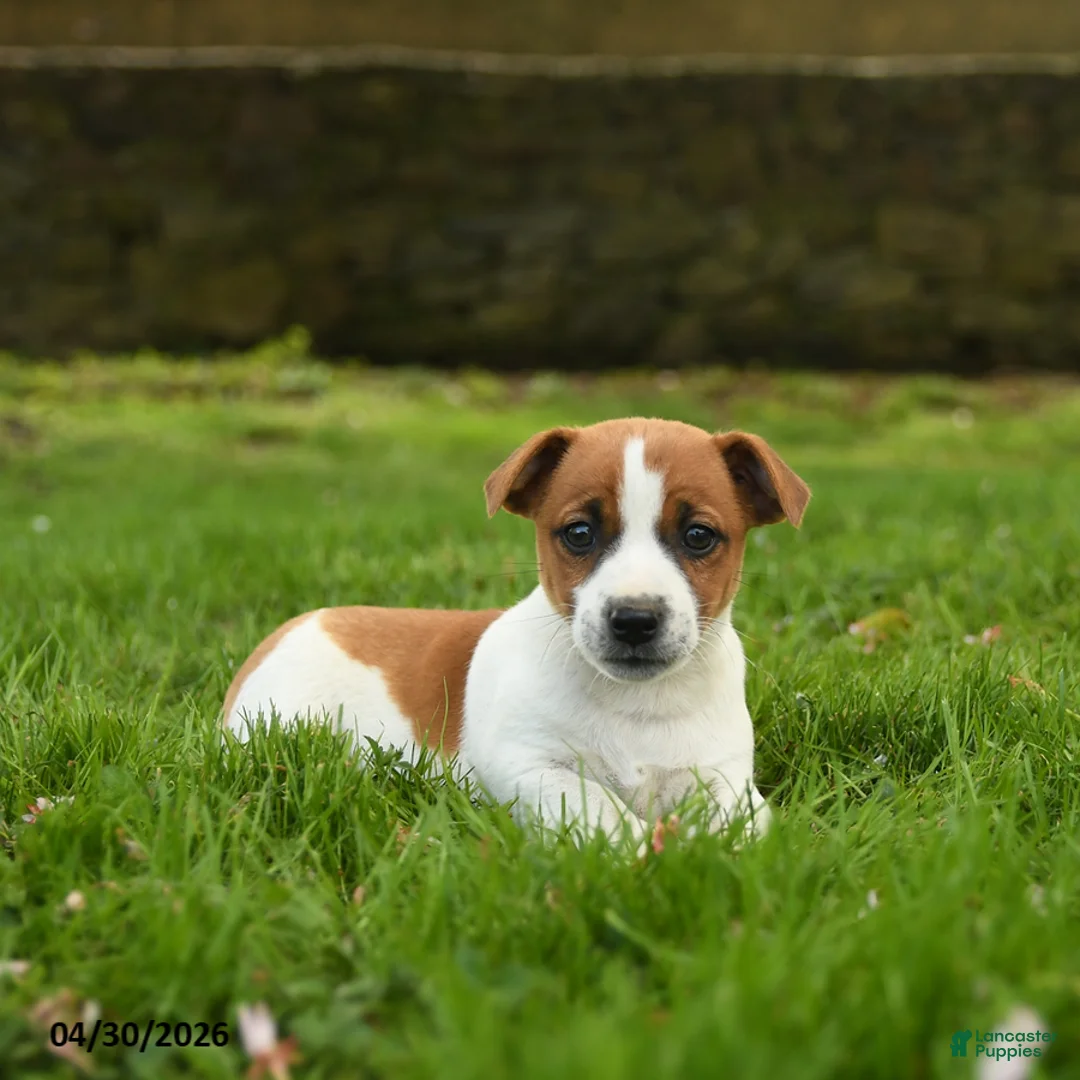 Jack Russell Terrier dogs for sale: Handsome - Ad 3