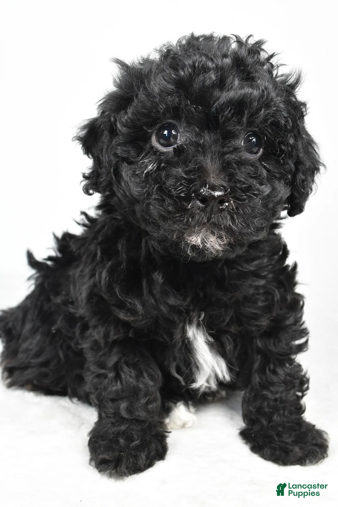 Yorkiepoo dogs for sale: Rina - Ad 6