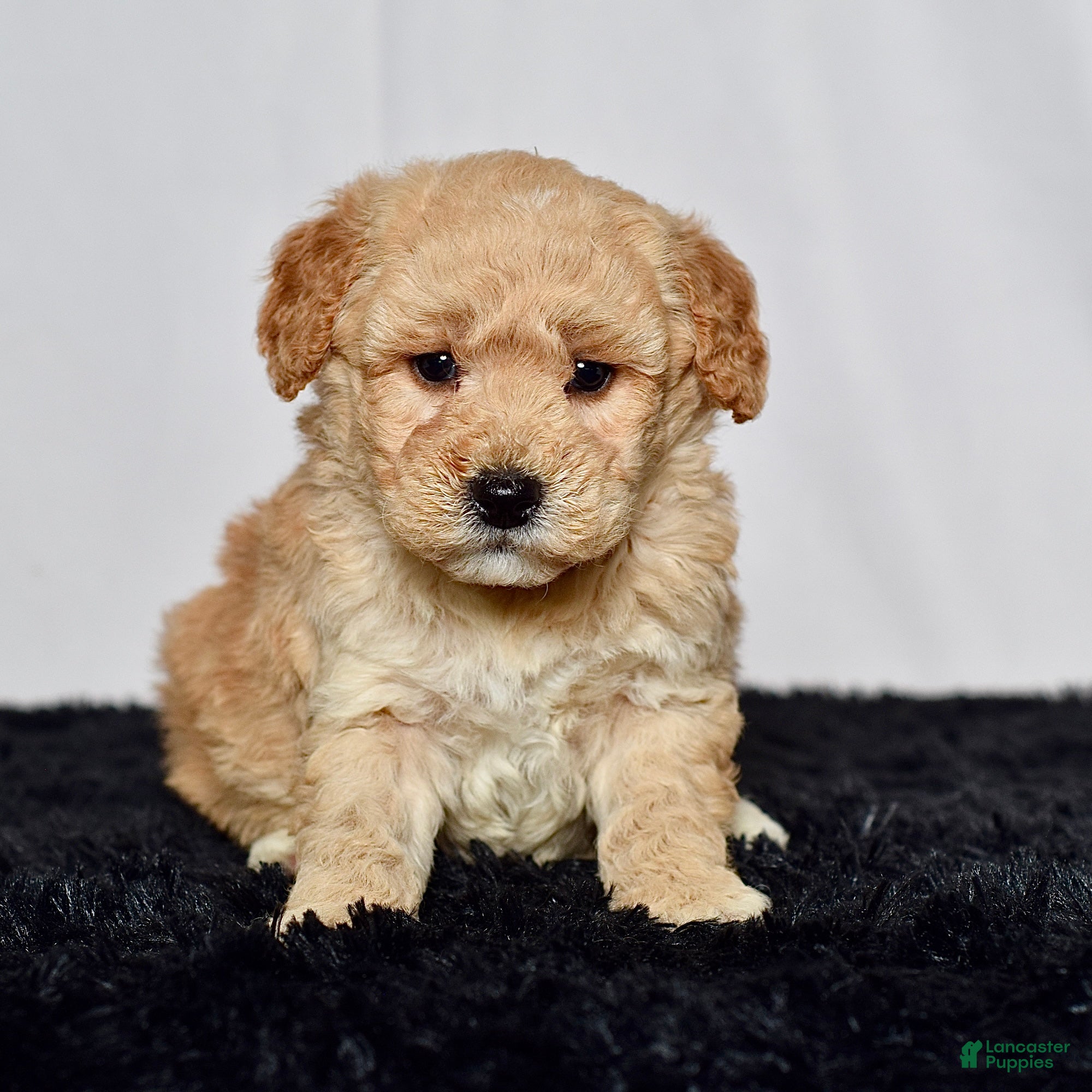 Mini Goldendoodle dogs for sale: Mr. Kane - Ad 5