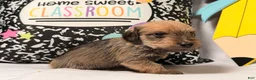 Mixed Breed dogs for sale: Grumpy  - Ad 5