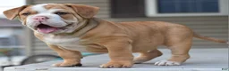 Mixed Breed dogs for sale: Hercules Bulldog hybrid  - Ad 56