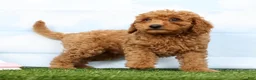 Mini Goldendoodle dogs for sale: Frankie - Ad 3