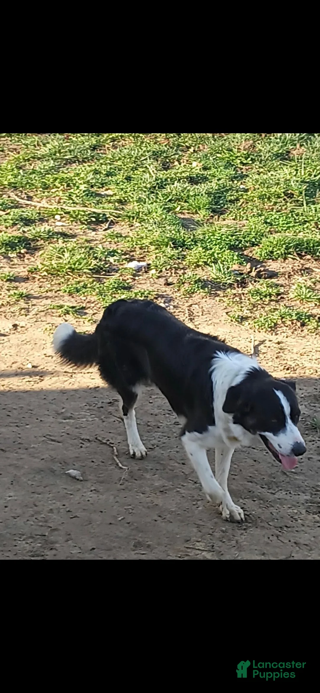 Border Collie dogs for sale: AKC Junior  - Ad 8