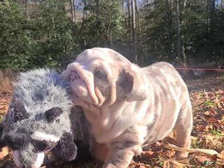 English Bulldog dogs English Bulldog litter of 3 puppies - Ad 35