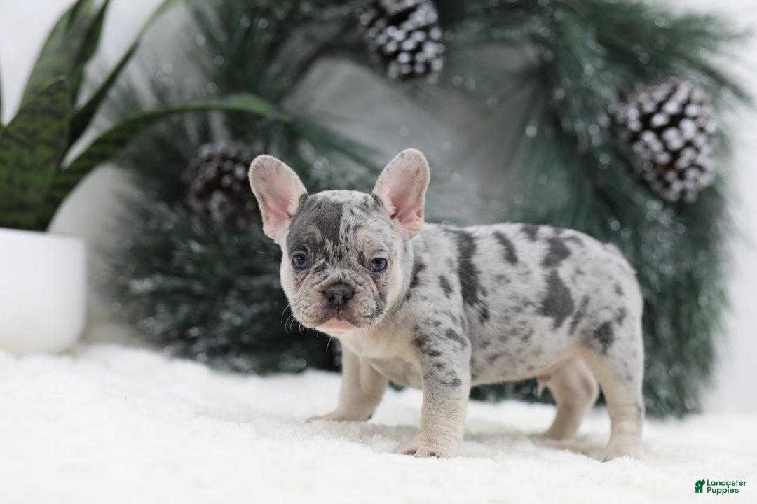 French Bulldog dogs for sale: Marco - Ad 9
