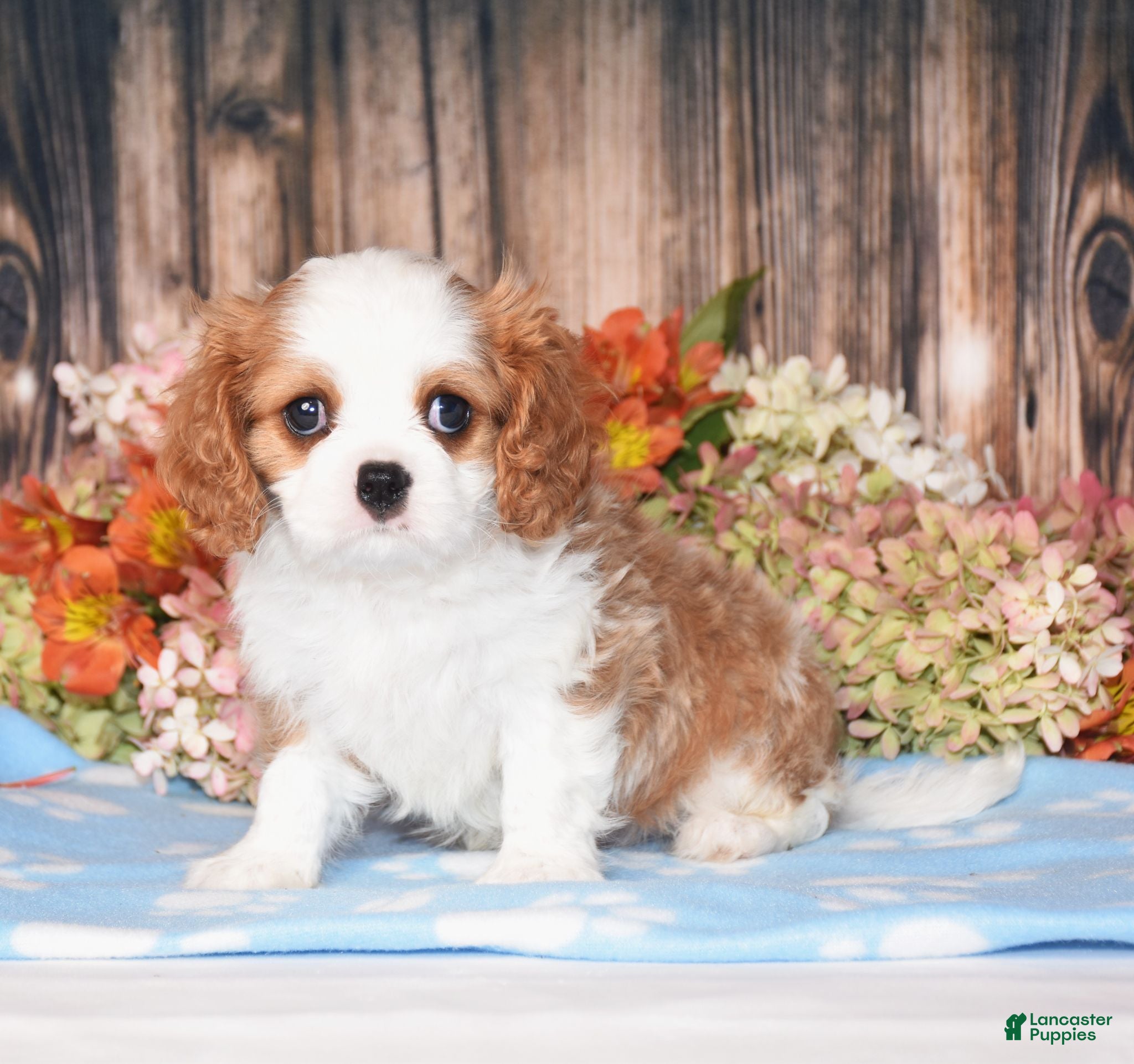Cavalier King Charles Spaniel dogs Hux - Ad 1