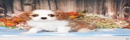 Cavalier King Charles Spaniel dogs for sale: Hux - Ad 1