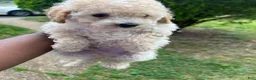 Toy Poodle dogs for sale: Toy Poodle 3 - Ad 13