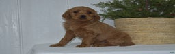 Goldendoodle dogs for sale: Lacy - Ad 4