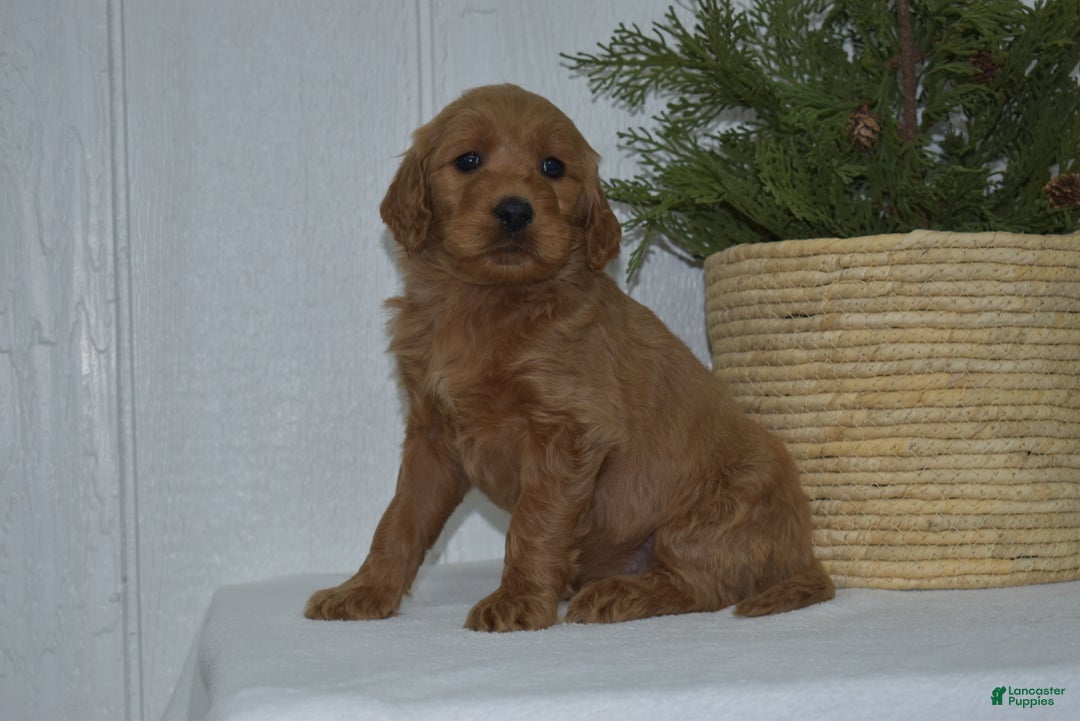 Goldendoodle dogs for sale: Lacy - Ad 4