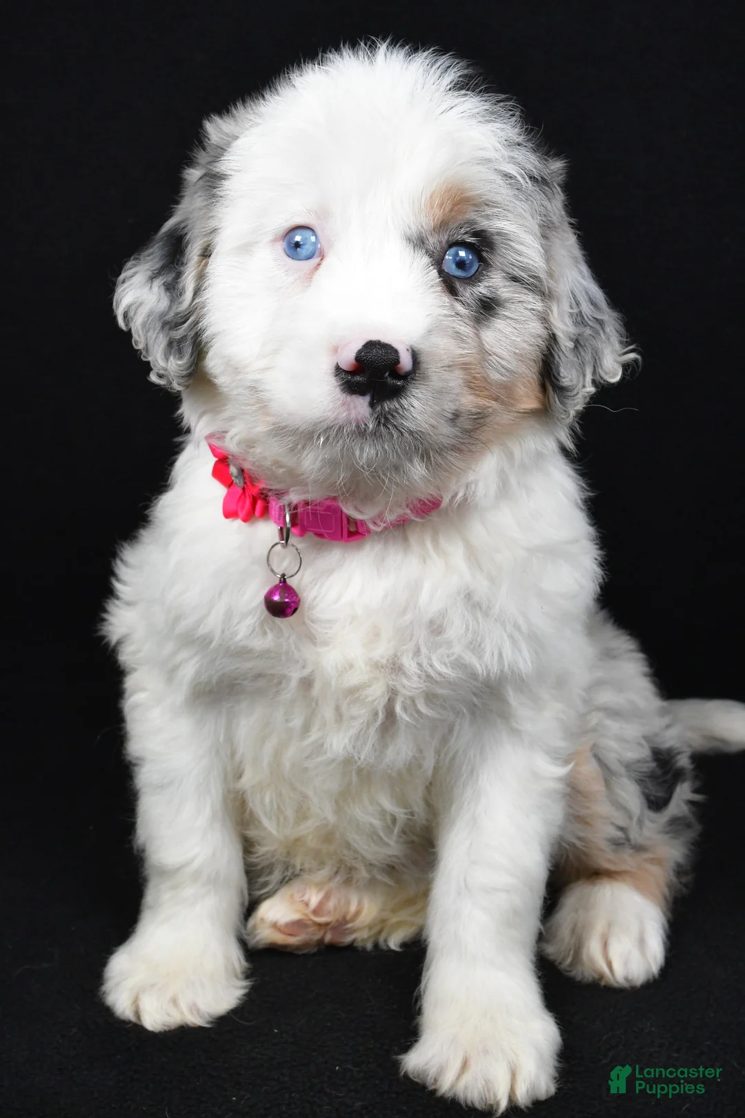 Mini Aussiedoodle dogs for sale: Sky - Ad 1