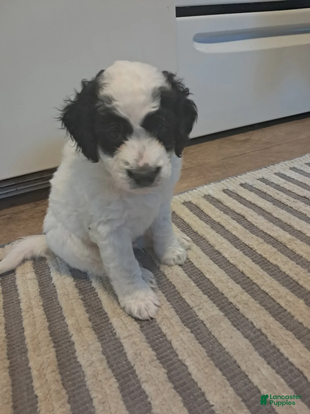 Double Doodle dogs for sale: Levi - Ad 1