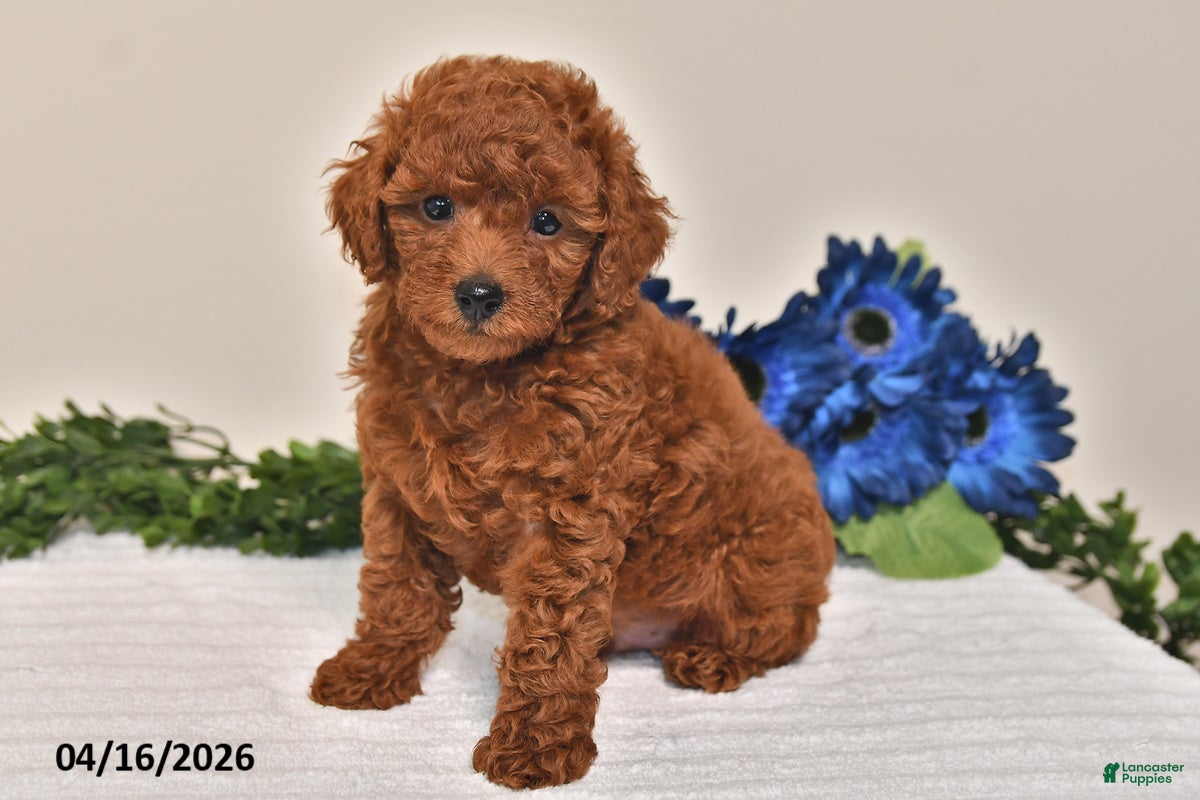 Miniature Poodle dogs Oscar - Ad 2