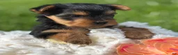Yorkshire Terrier dogs for sale: Hershey - Ad 8