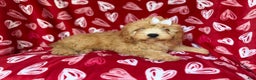 Mini Goldendoodle dogs for sale: Ruby - Ad 5