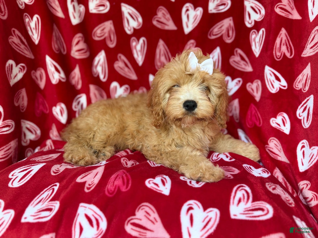 Mini Goldendoodle dogs for sale: Ruby - Ad 5