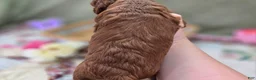 Cockapoo dogs for sale: Prada - Ad 20