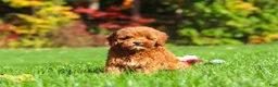 Cockapoo dogs for sale: Willow - Ad 5