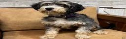 Mini Bernedoodle dogs for sale: Buttons - Ad 4