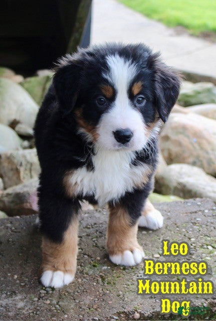 Bernese Mountain Dog dogs Leo - Ad 38