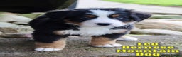 Bernese Mountain Dog dogs for sale: Leo - Ad 1