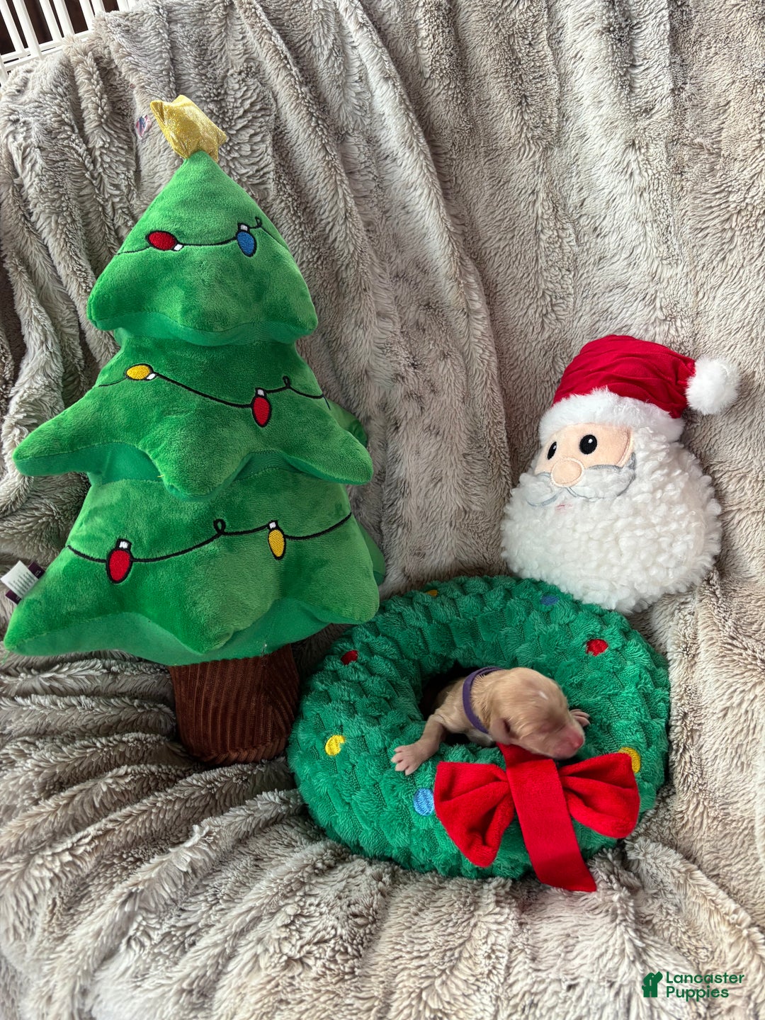 Goldendoodle dogs for sale: Toffee - Ad 7