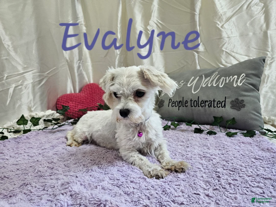 Maltipoo dogs for sale: Maltipoo Roley - Ad 10