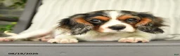 Cavalier King Charles Spaniel dogs for sale: Kentucky - Ad 5