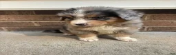 Mixed Breed dogs for sale: Blue Merle 2 - Ad 2