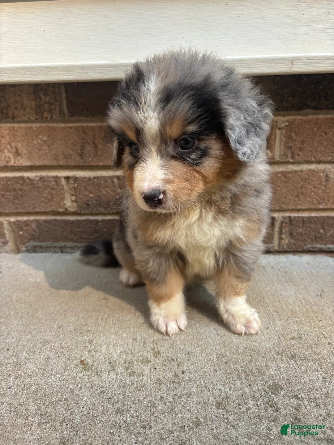 Mixed Breed dogs for sale: Blue Merle 2 - Ad 2