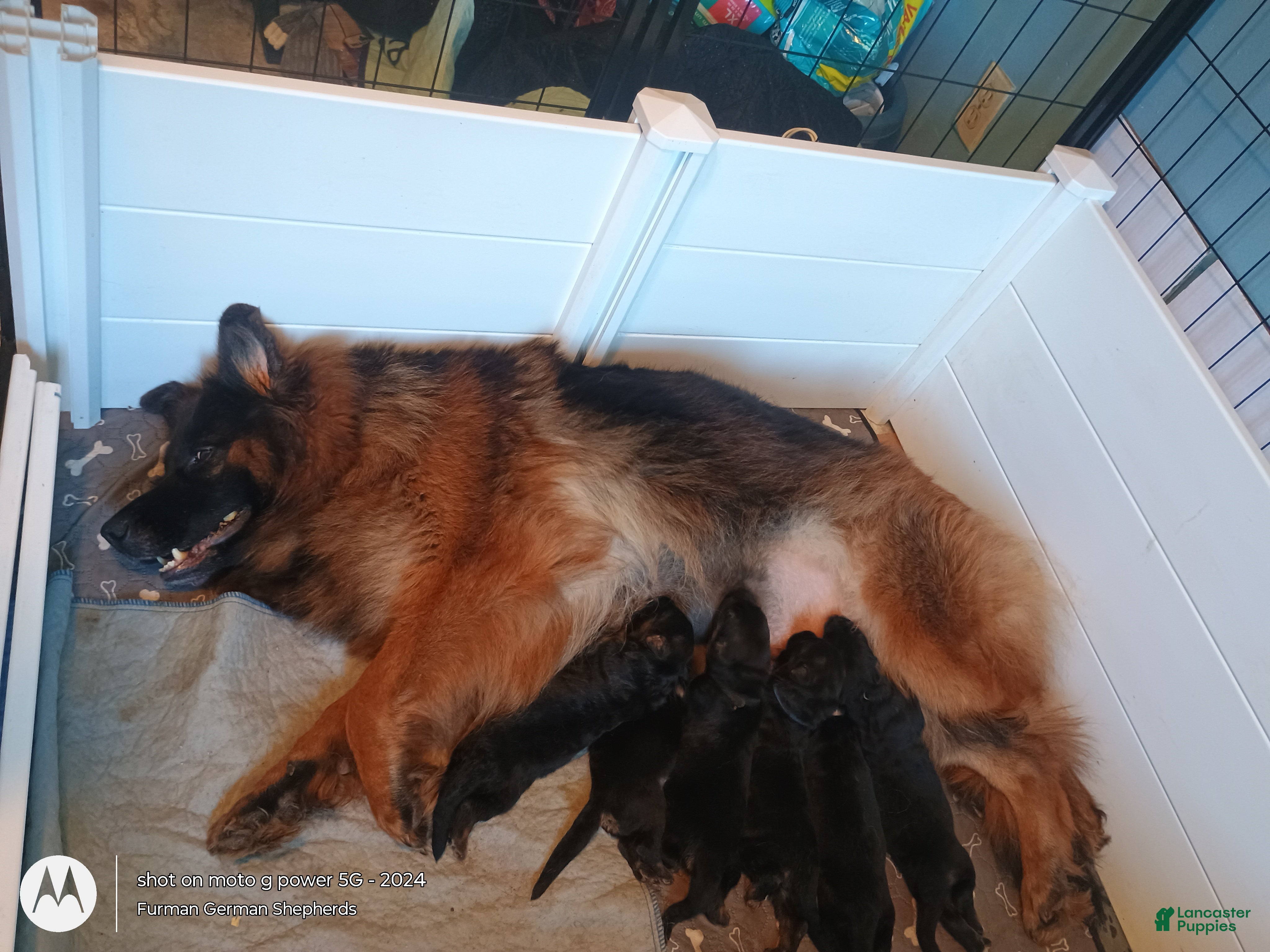German Shepherd dogs German Shepherd 2 blaze - Ad 1