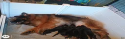 German Shepherd dogs for sale: German Shepherd 2 blaze - Ad 1