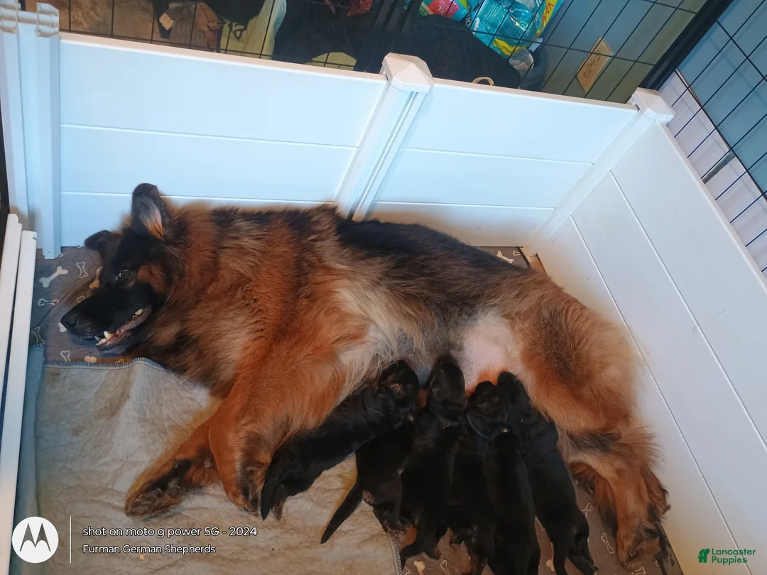 German Shepherd dogs for sale: German Shepherd 2 blaze - Ad 1
