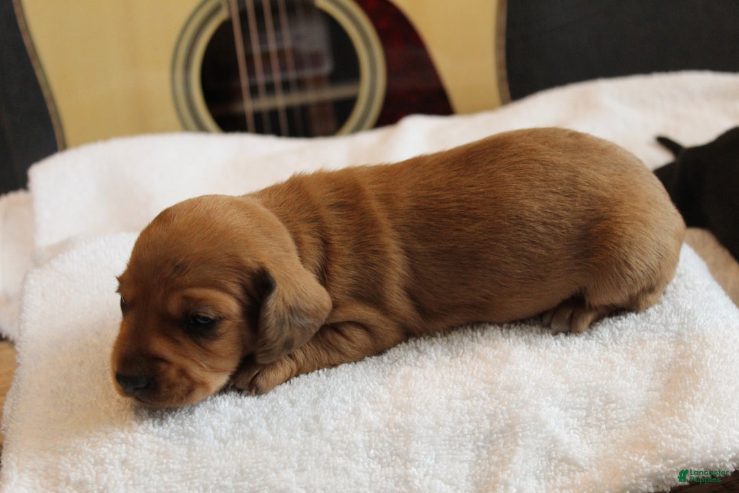 Miniature Dachshund dogs for sale: Cooper - Ad 5