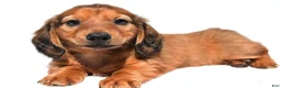 Miniature Dachshund dogs for sale: Max - Ad 5