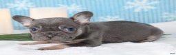 French Bulldog dogs for sale: Ace - Ad 4