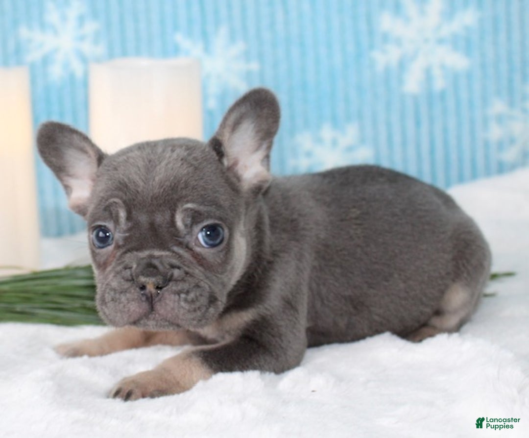 French Bulldog dogs for sale: Ace - Ad 4