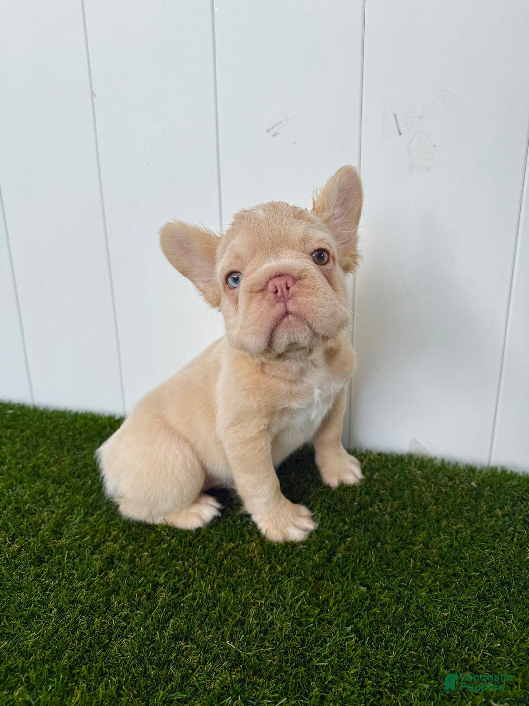 French Bulldog dogs for sale: Ella - Ad 1
