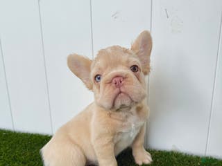 French Bulldog dogs Ella - Ad 12