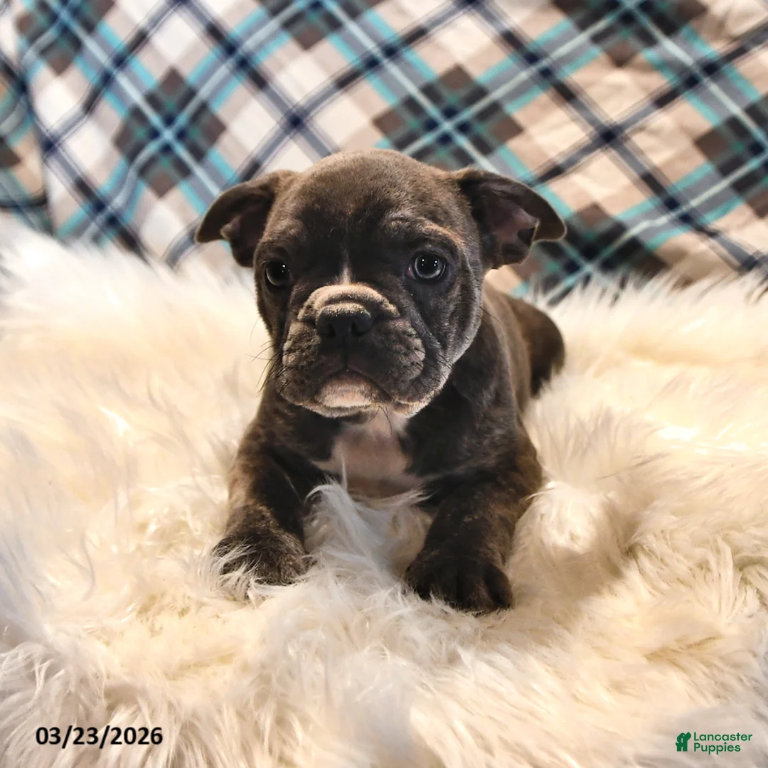Frenchton dogs for sale: Blue  - Ad 1