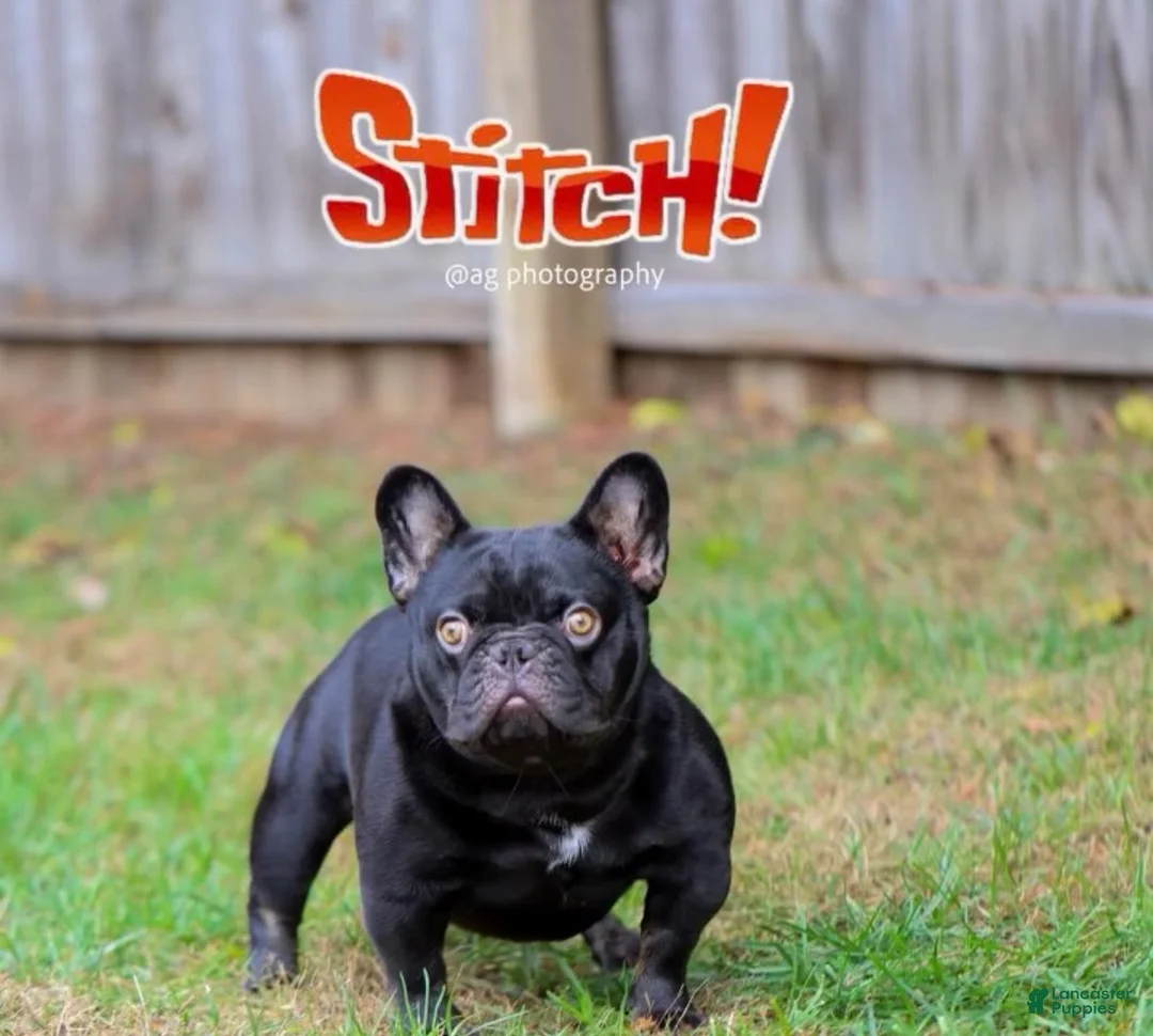 French Bulldog dogs for sale: bubba - Ad 4