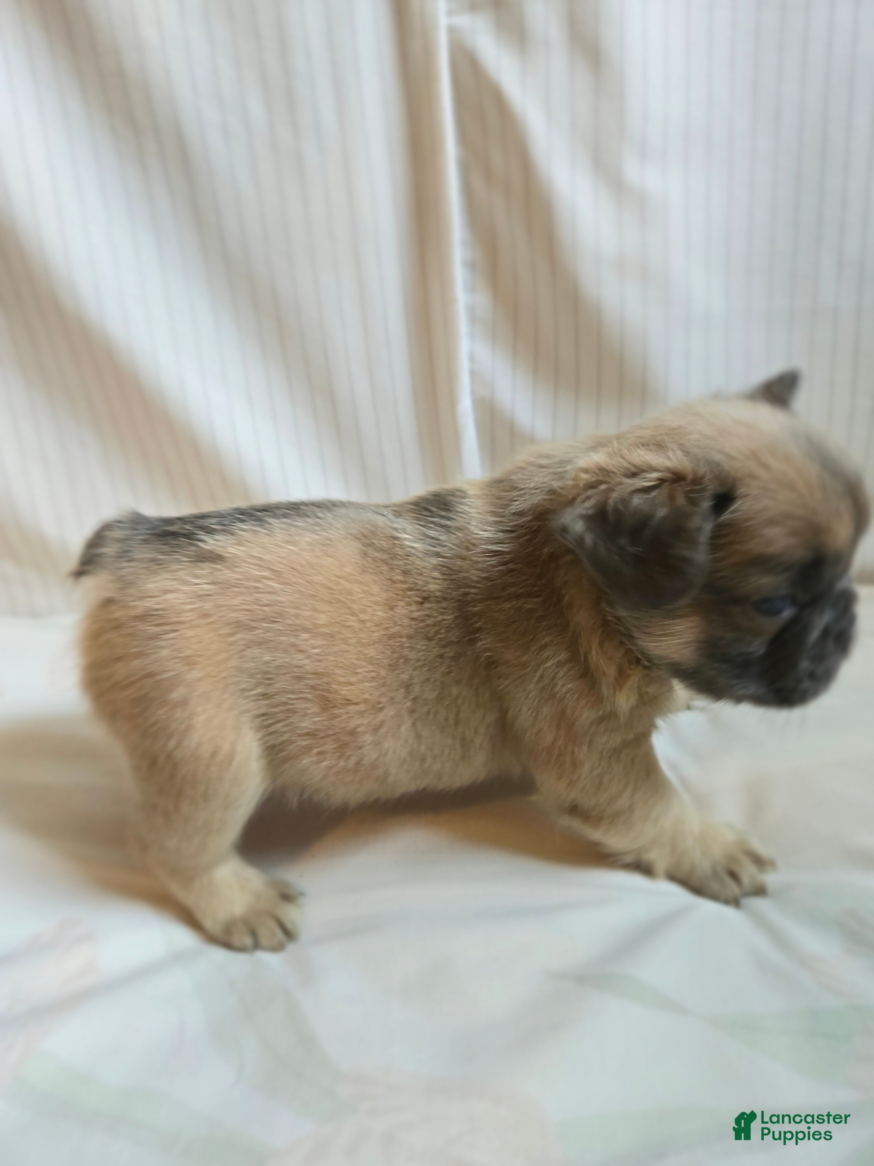 French Bulldog dogs for sale: Paris  - Ad 3