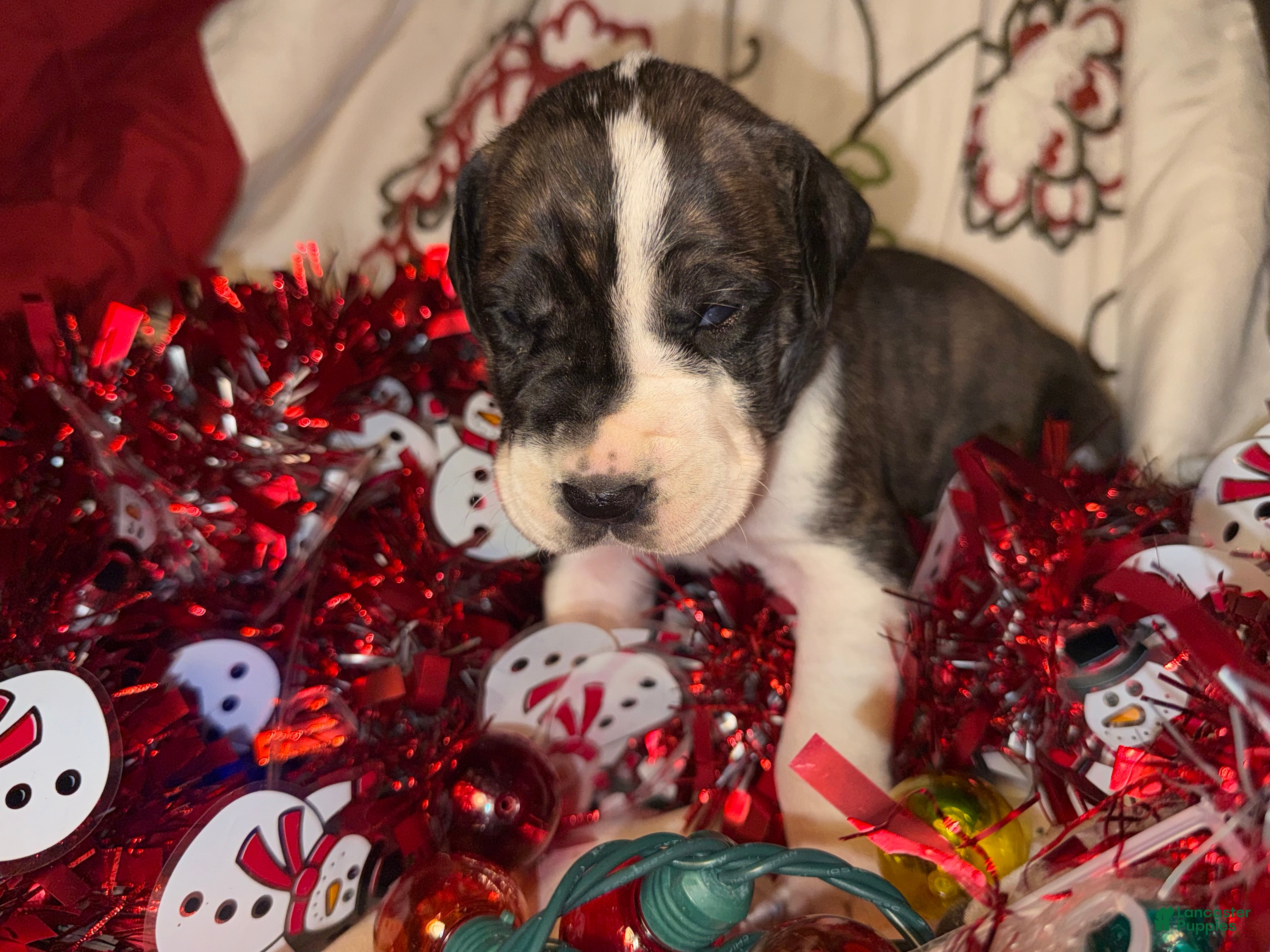 Great Dane dogs Lily - Ad 42