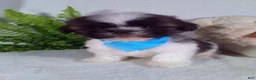 Shih Tzu dogs for sale: Cash - Ad 4