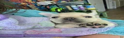French Bulldog dogs for sale: Rey  - Ad 1