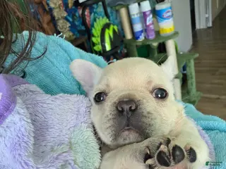 French Bulldog dogs for sale: Rey - Ad 4