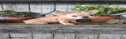 French Bulldog dogs for sale: Cooper - Ad 4