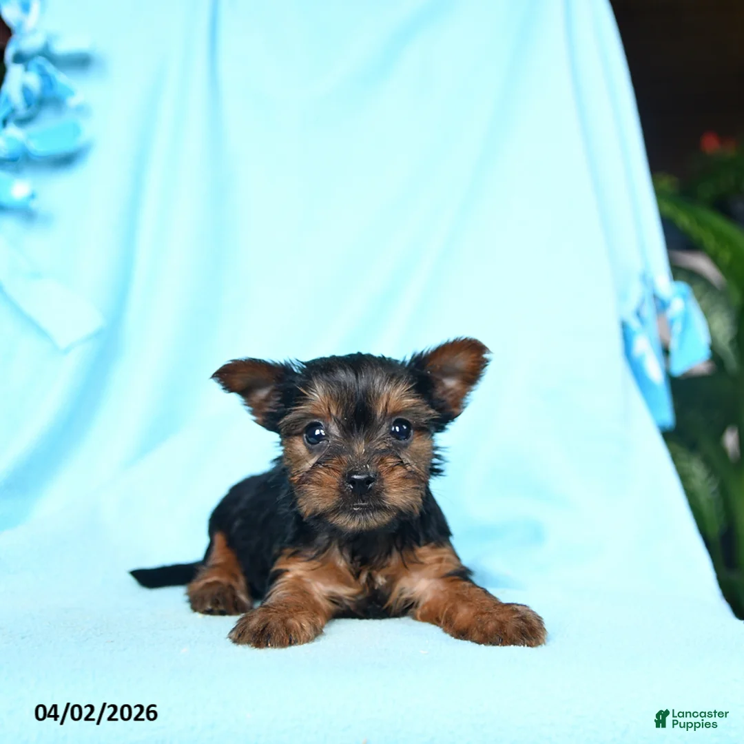 Yorkshire Terrier dogs for sale: Nutmeg - Ad 3