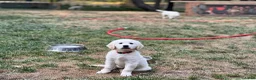 Golden Retriever dogs for sale: Girl 2 - Ad 1