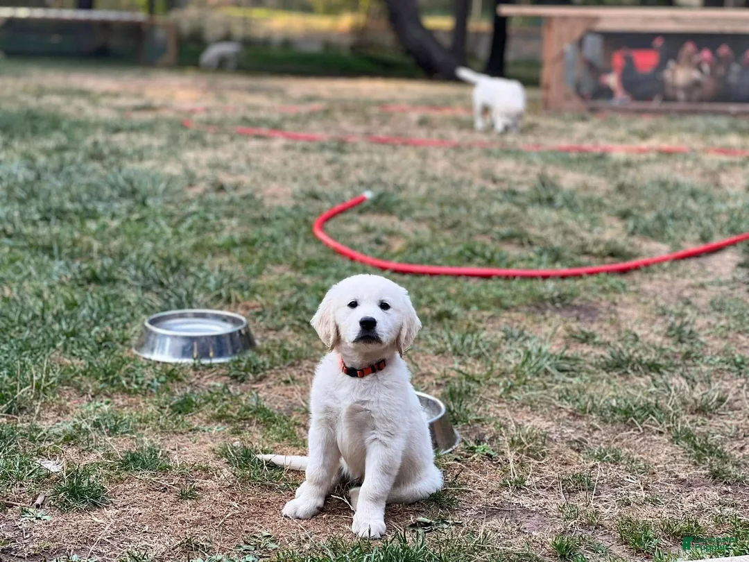 Golden Retriever dogs for sale: Girl 2 - Ad 1